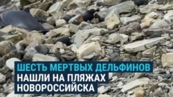 После разлива мазута в Черном море волонтеры находят мертвыми краснокнижных дельфинов 